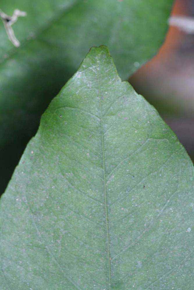              Margin (Riverside, CA)       